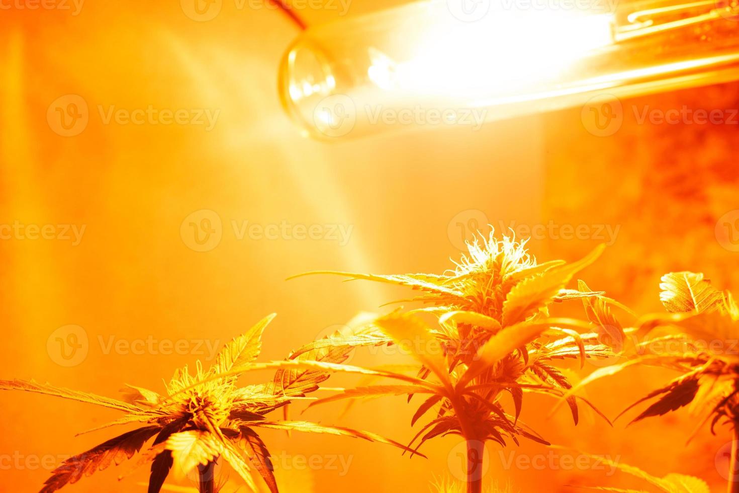 Cultivation of cannabis indoors under artificial yellow light lamps photo