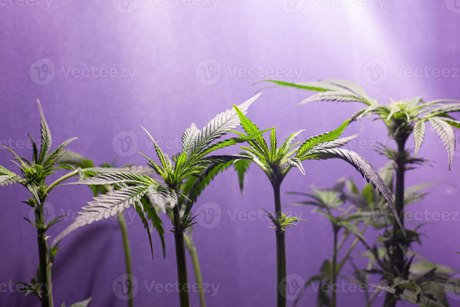 Cultivo de plantas de cannabis en interiores con iluminación artificial. foto