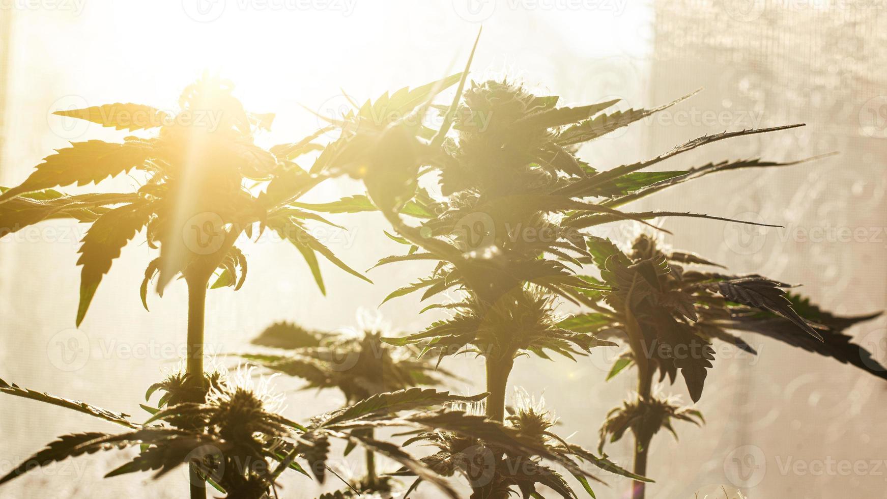 Cannabis plant on the background of bright sunbeams of warm light photo