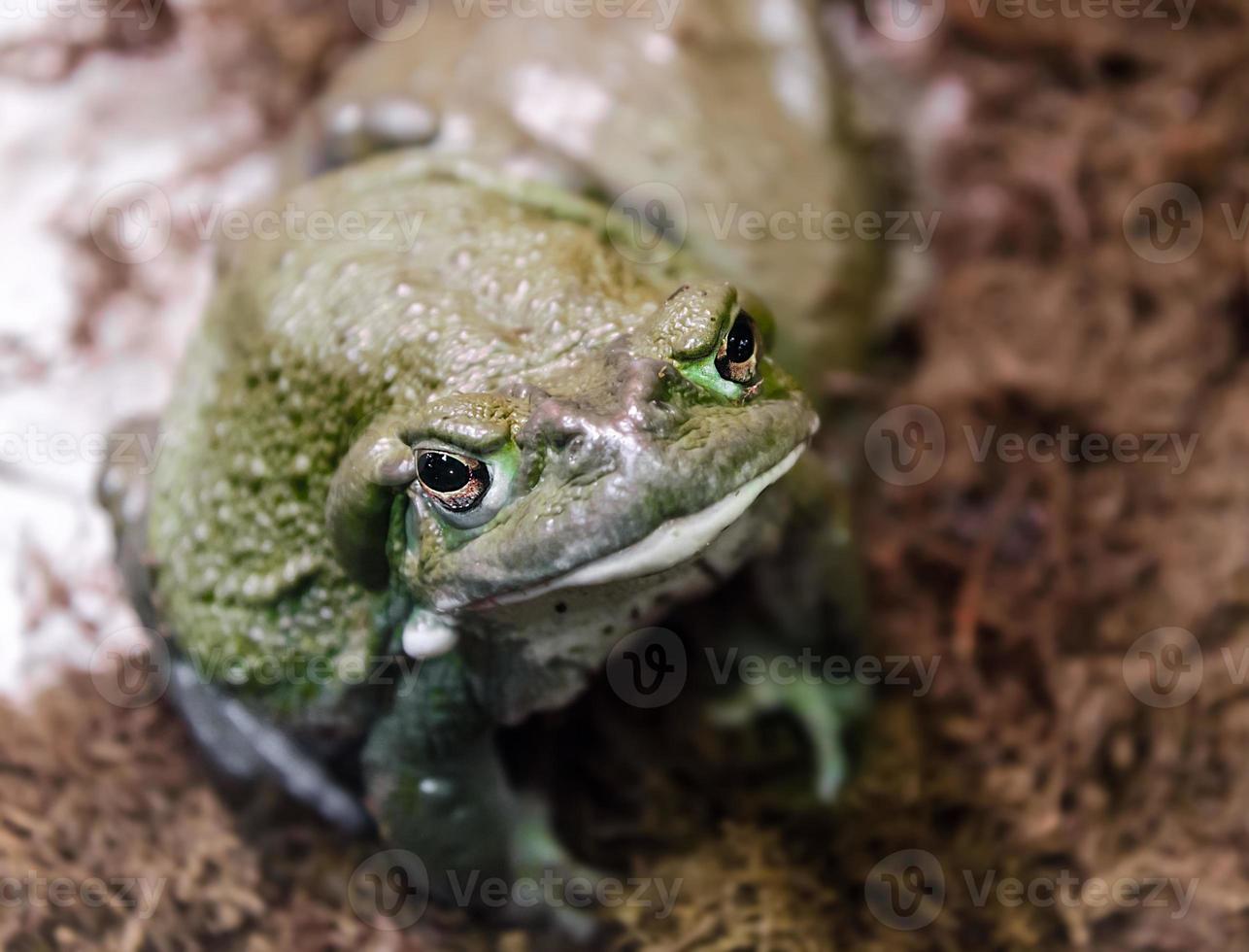 Looking down at a frog photo