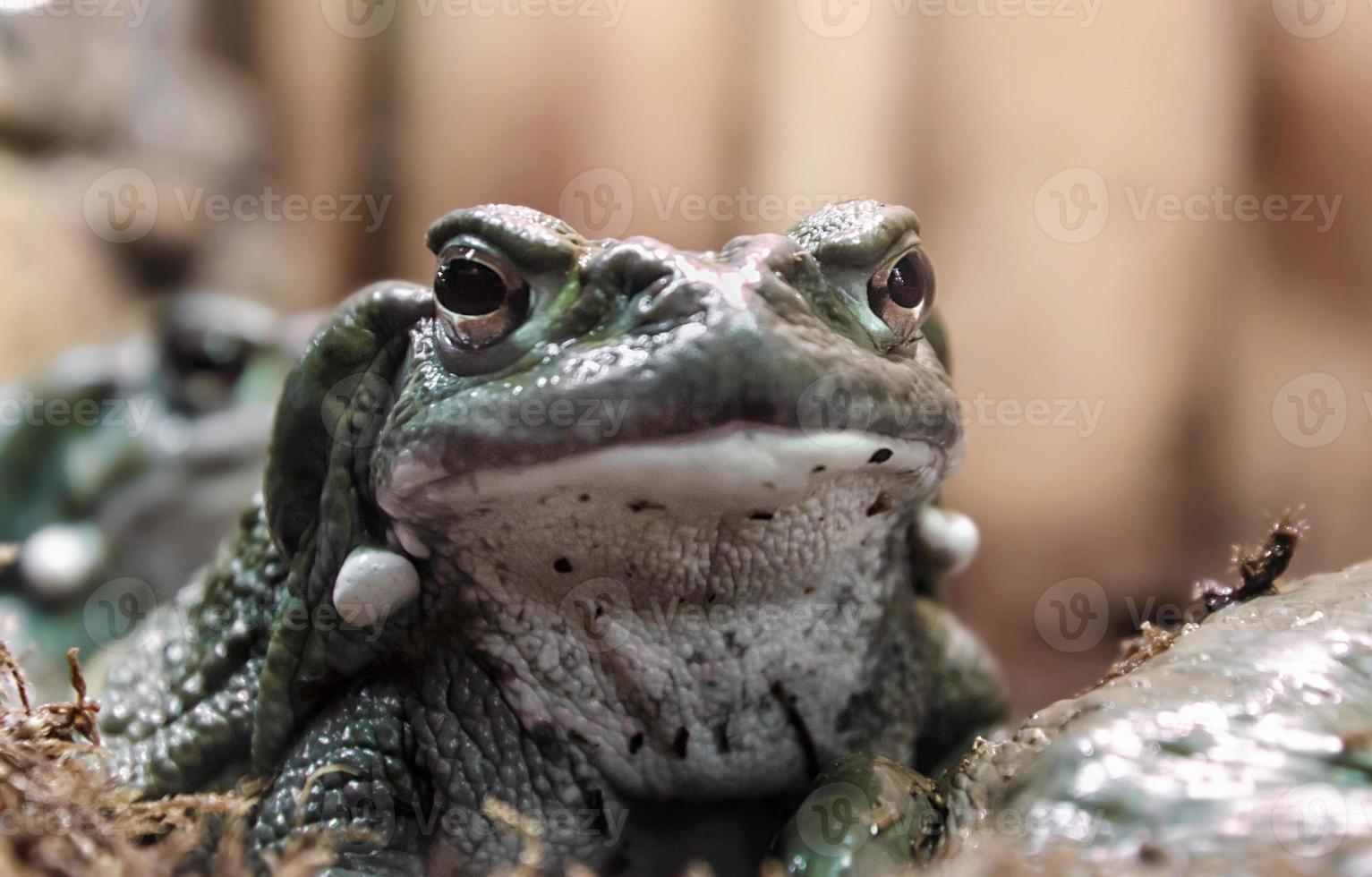 Close-up of a frog's face photo