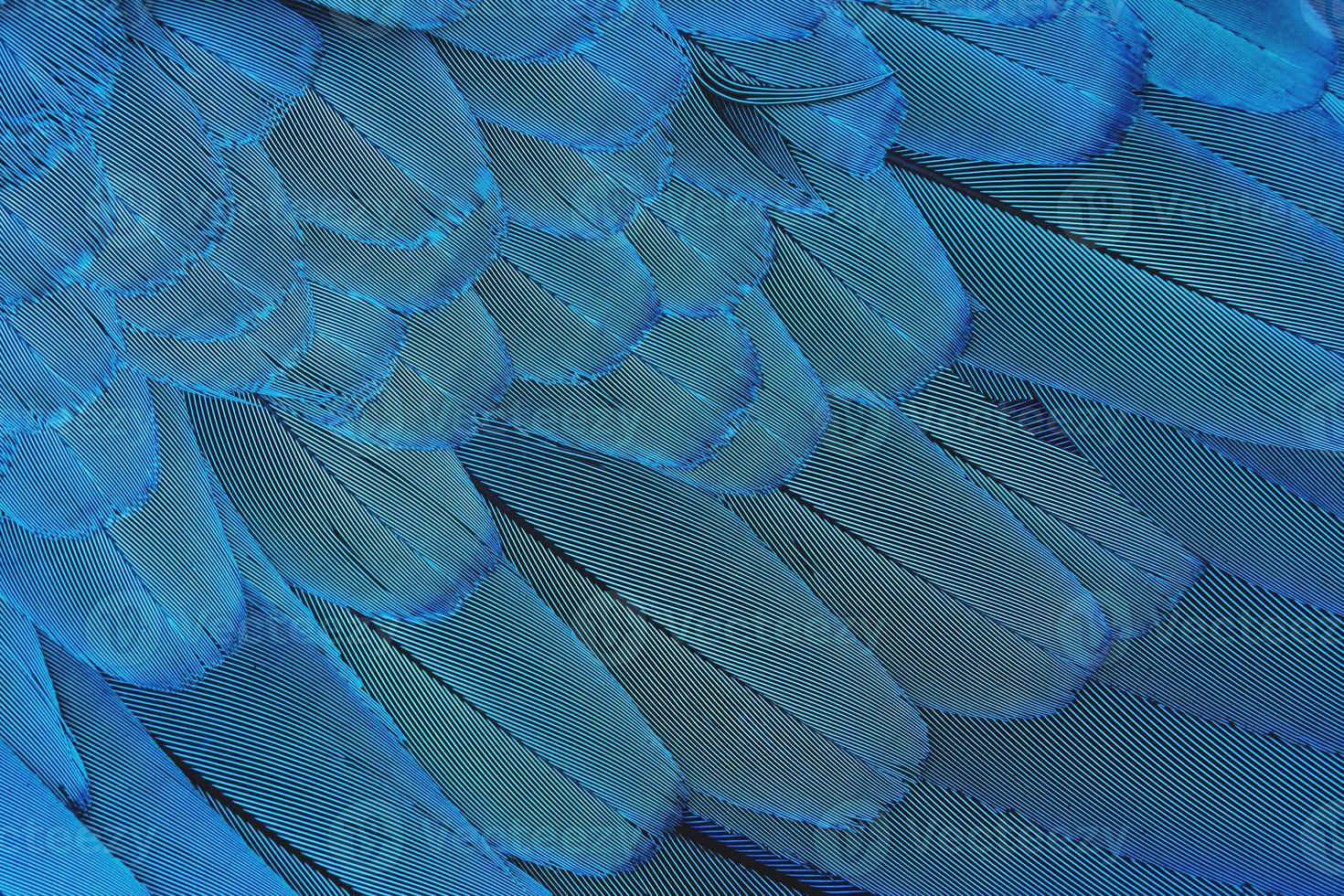 Close-up colorful blue feathers photo