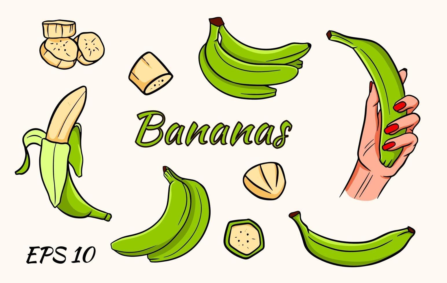 Vector set of bananas. Banana in hand, banana wedges, bananas in a bunch. Green bananas.