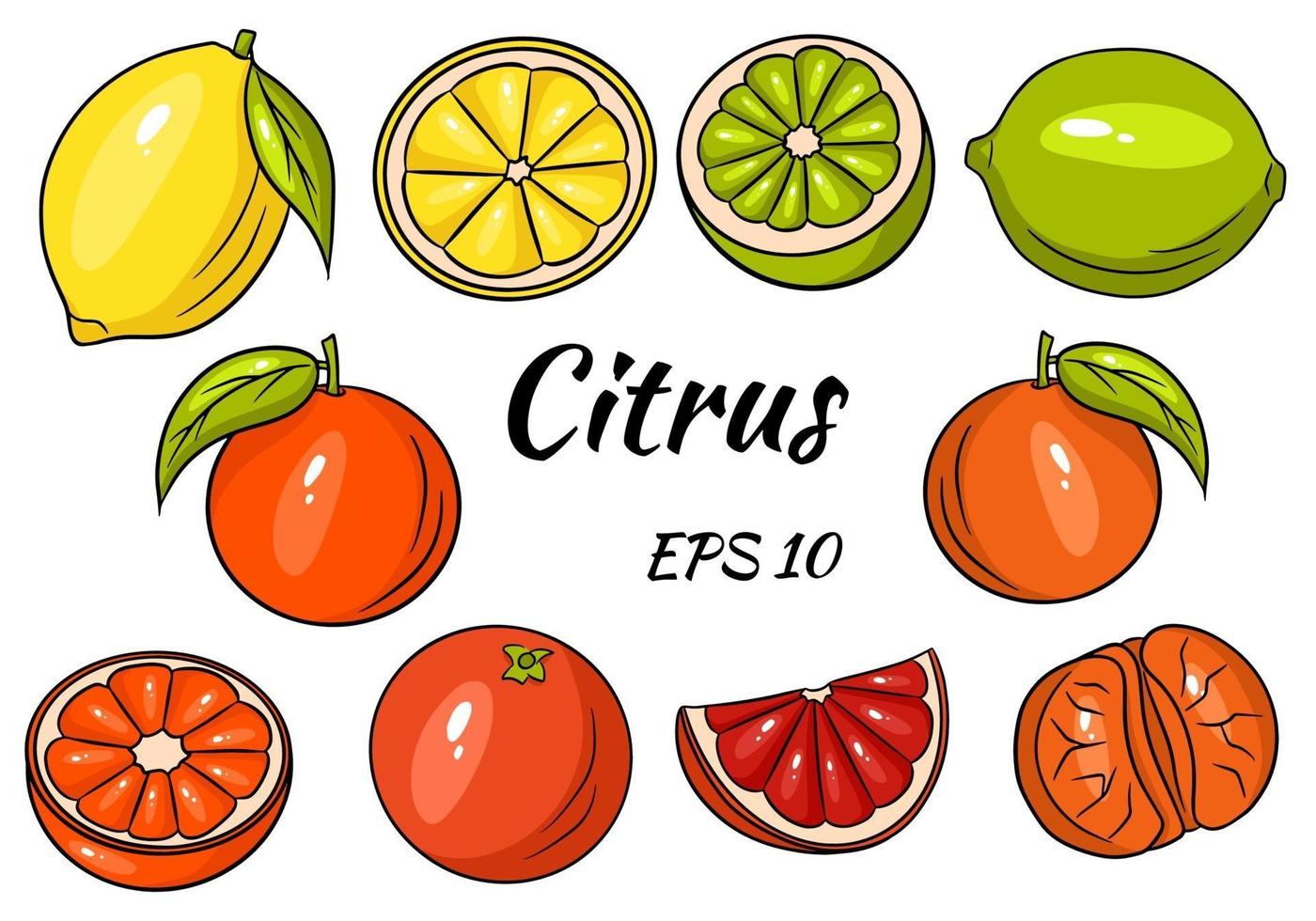 colección de frutas cítricas brillantes. limón, lima, pomelo, naranja, mandarina. fruta entera y cortada en trozos. vector