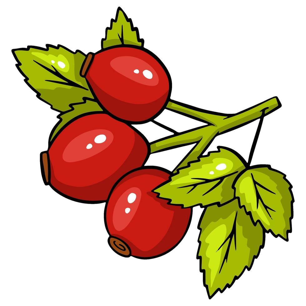 Bright rosehip isolated. Vector illustration isolated on white background.