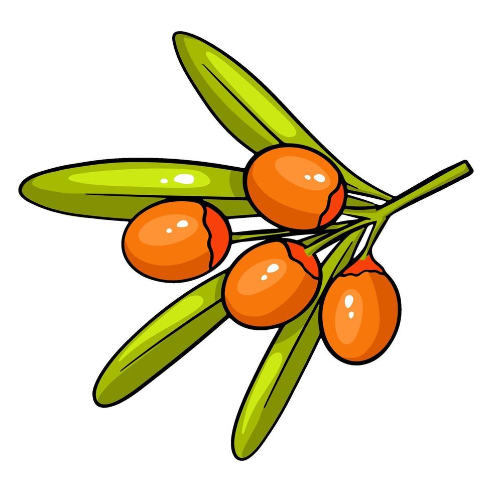 A branch of sea buckthorn berries. vector
