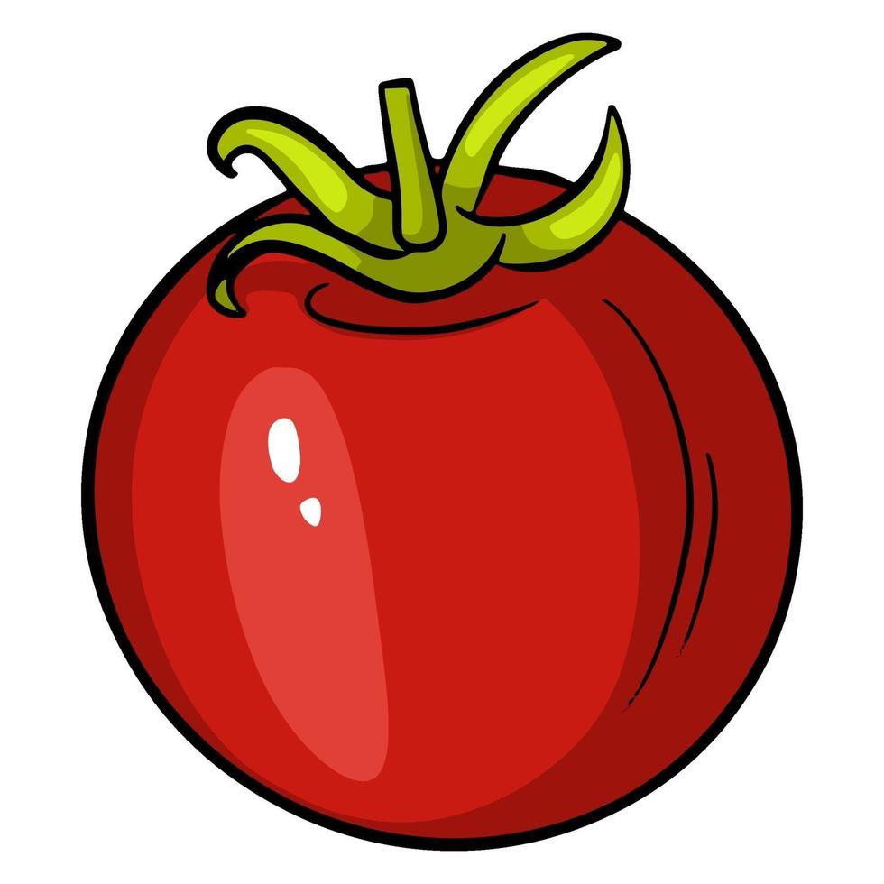 Juicy red tomato. Bright red tomato. vector