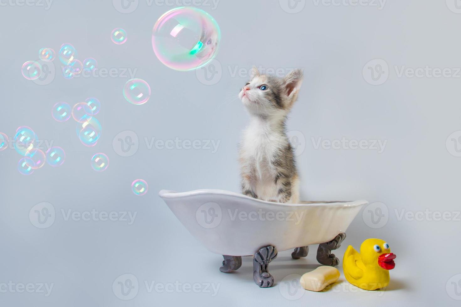 gatito en una bañera con burbujas foto