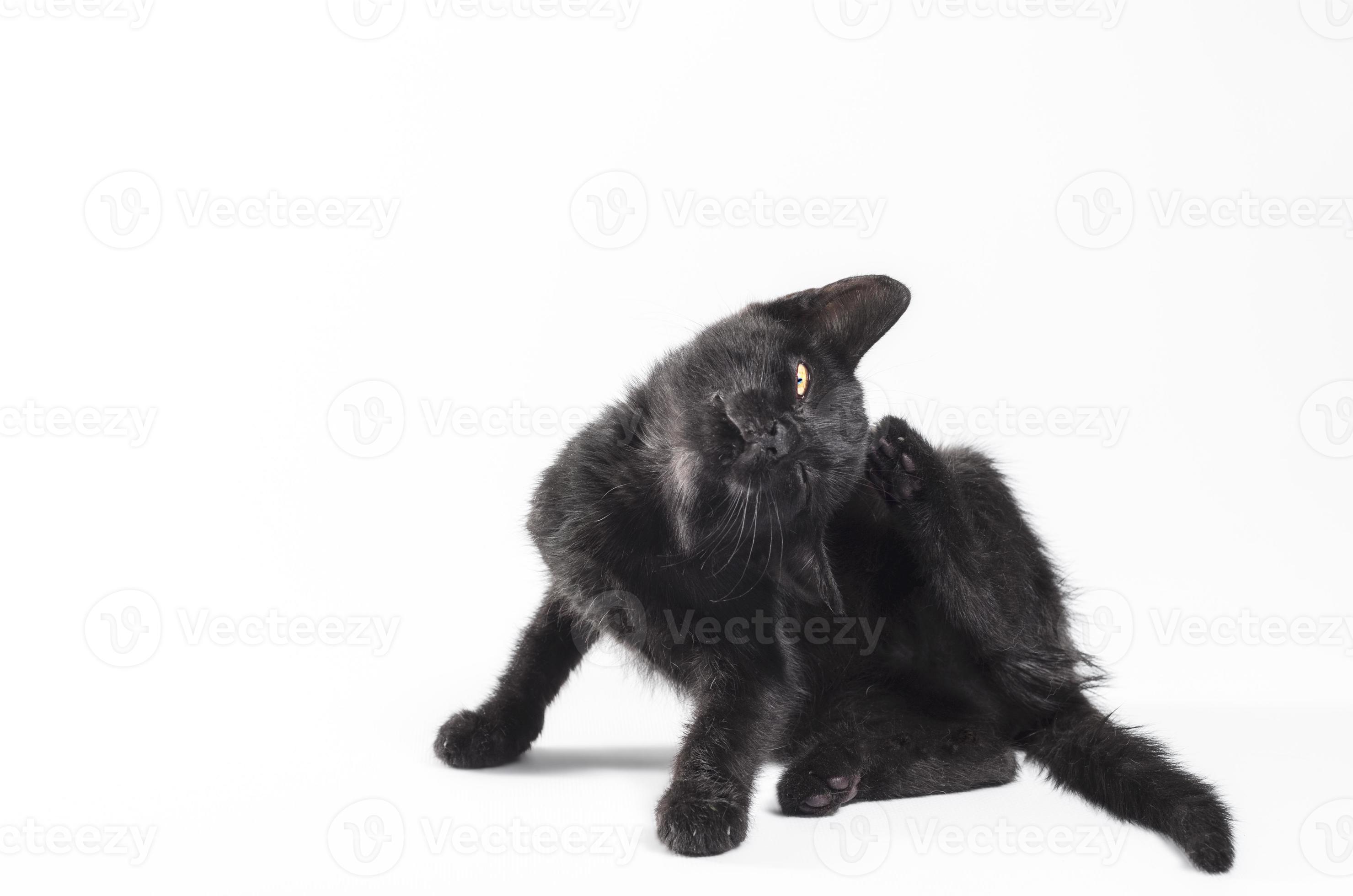 Black cat scratching ear on white background 2253821 Stock Photo at