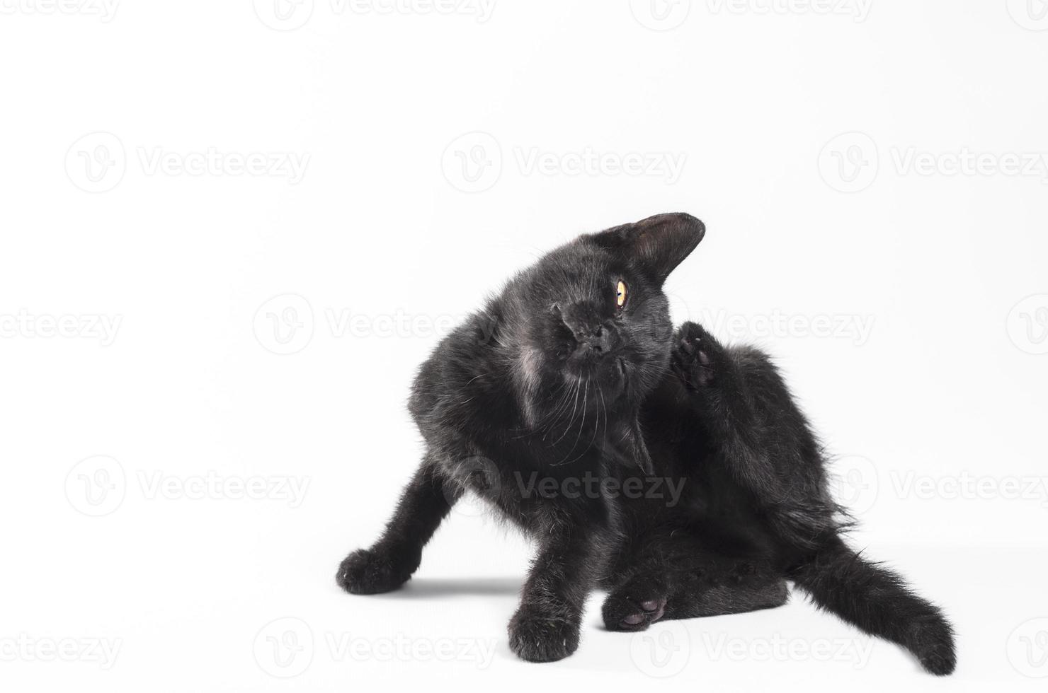 Black cat scratching ear on white background photo