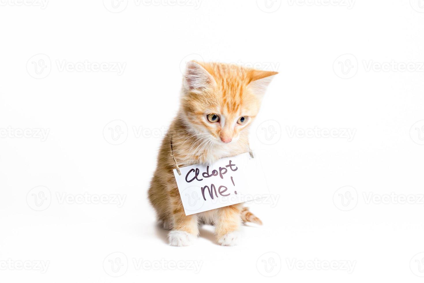 Ginger kitten wearing an adopt me sign photo