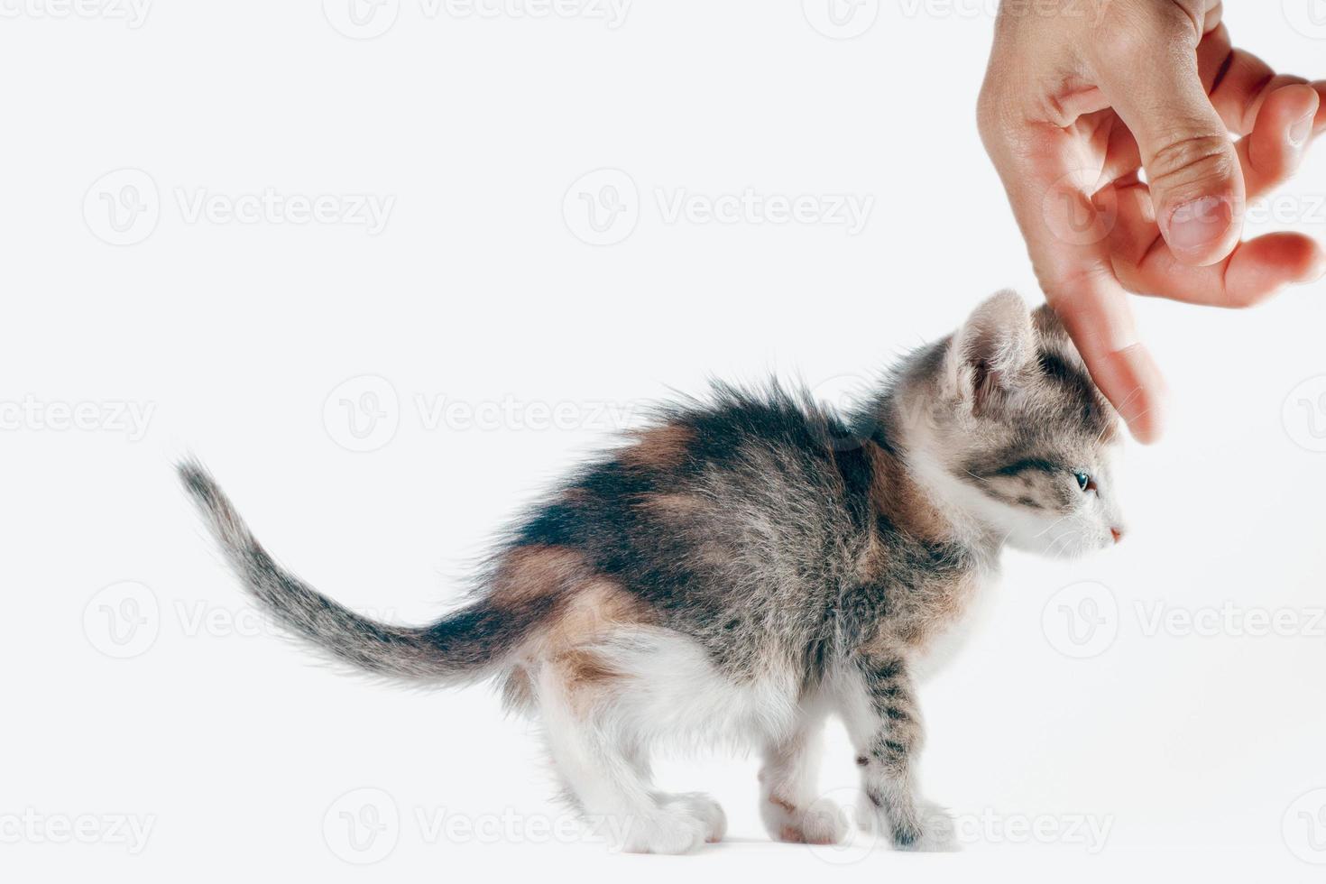 Kitten being pet photo