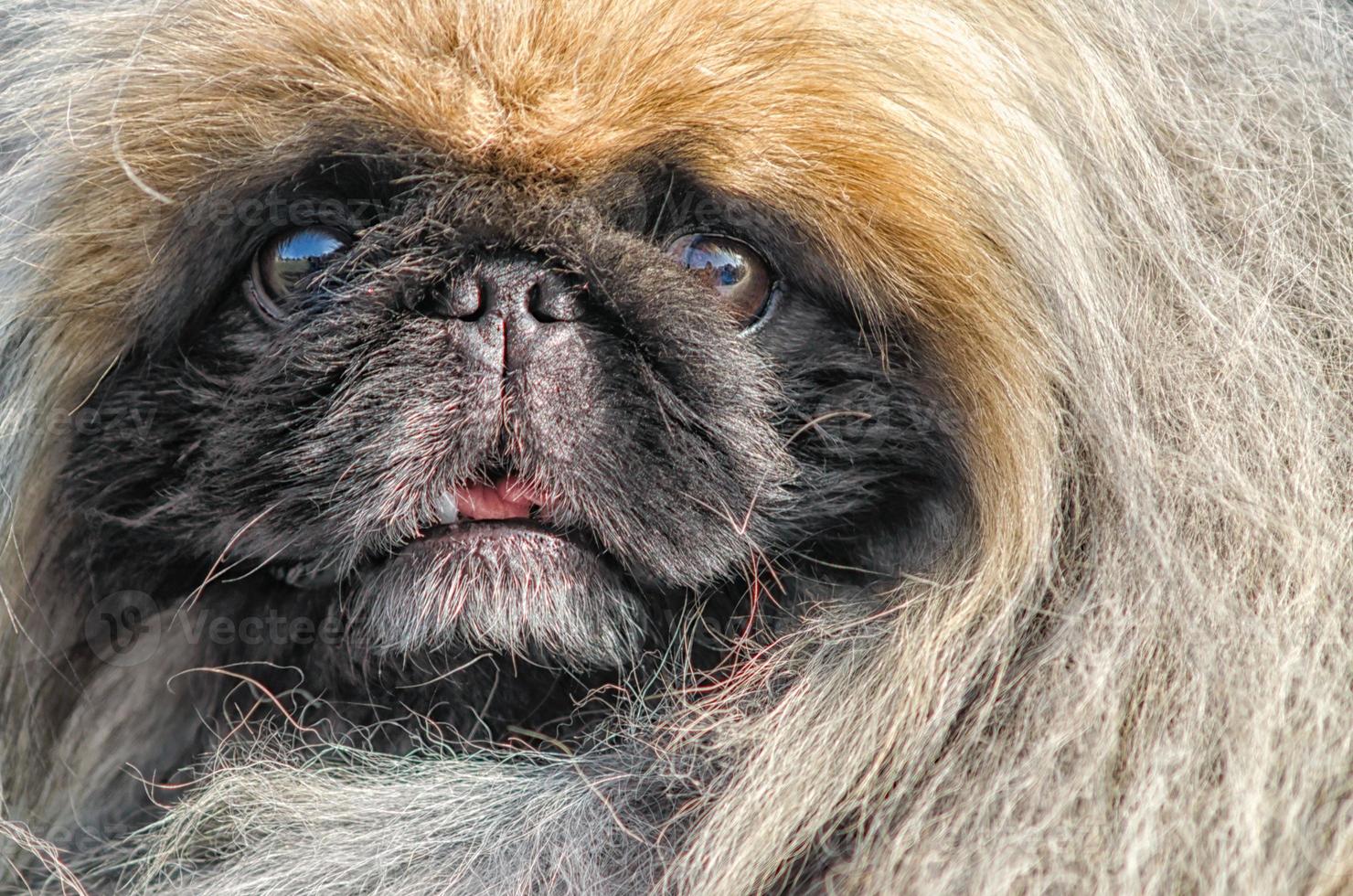 primer plano de perro pequinés foto