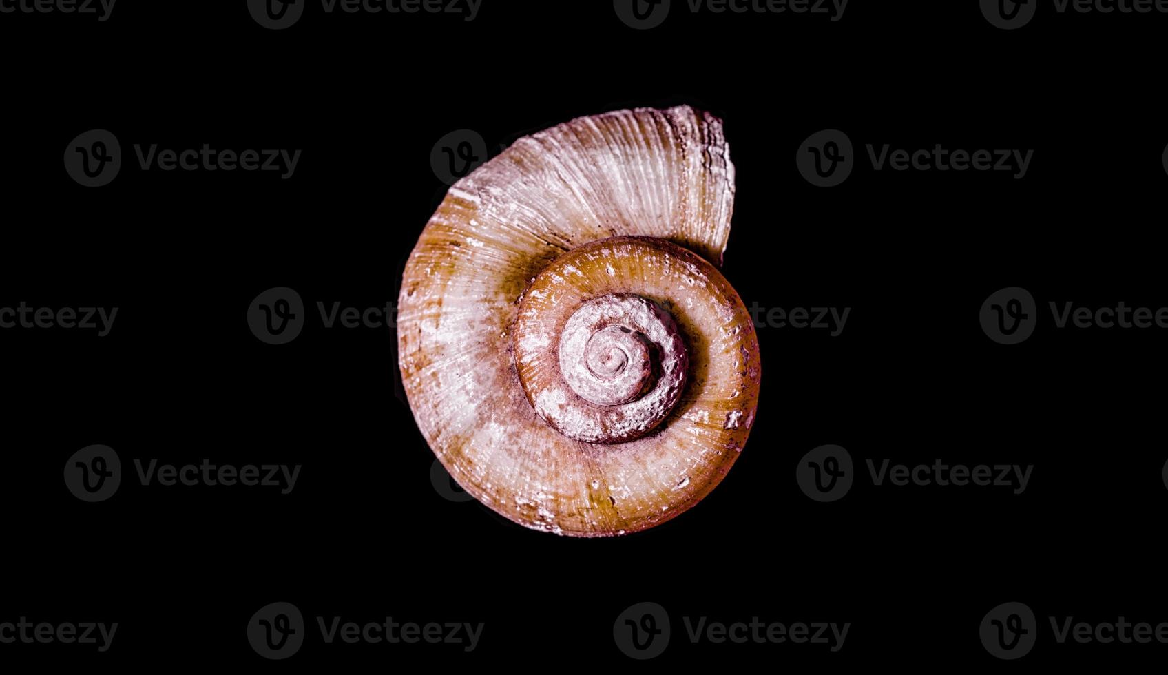 Seashell on a black background photo