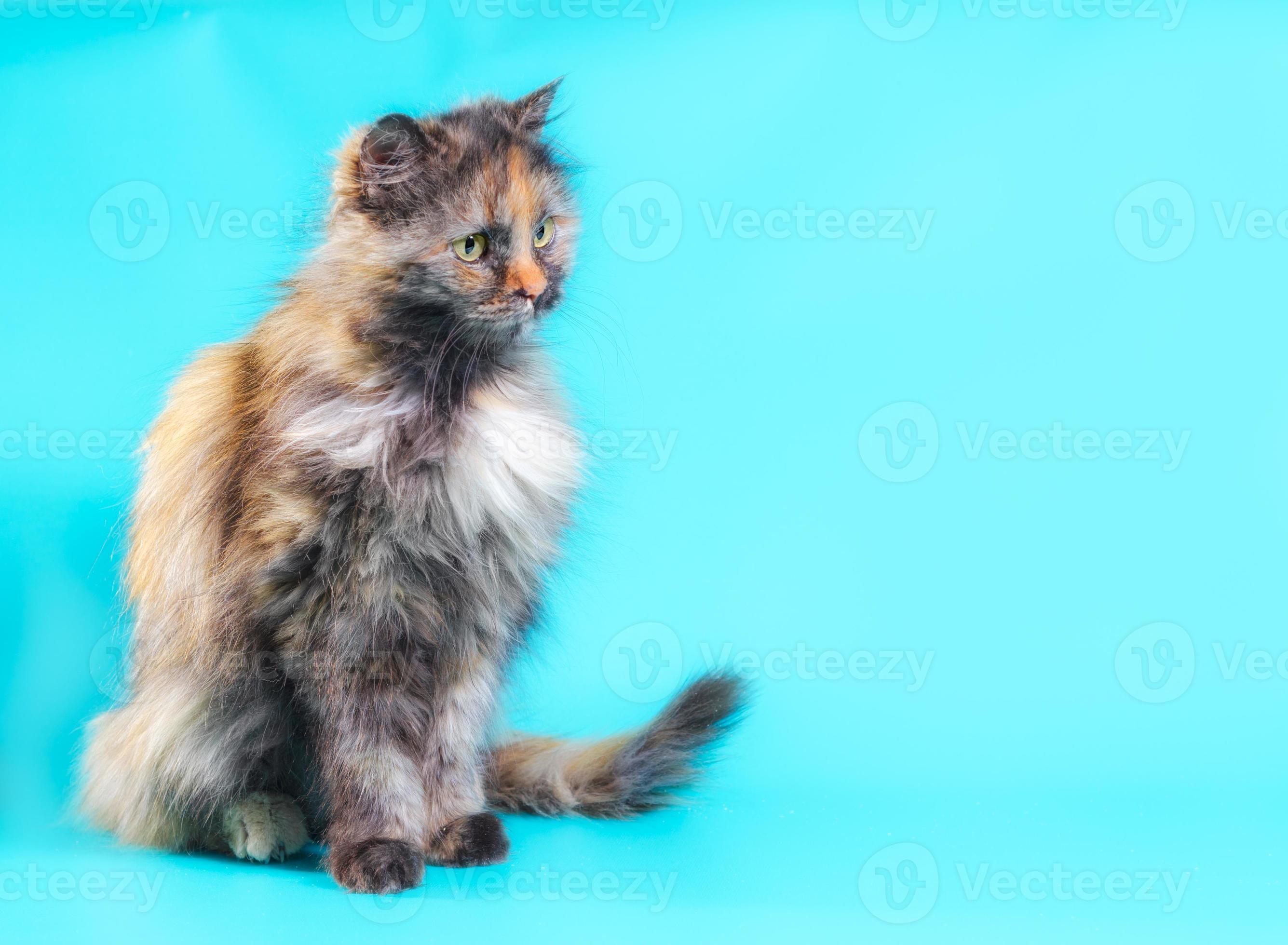 Long-haired calico on a blue background 2253830 Stock Photo at Vecteezy Long-haired calico on a blue background 2253830 Stock Photo at Vecteezy