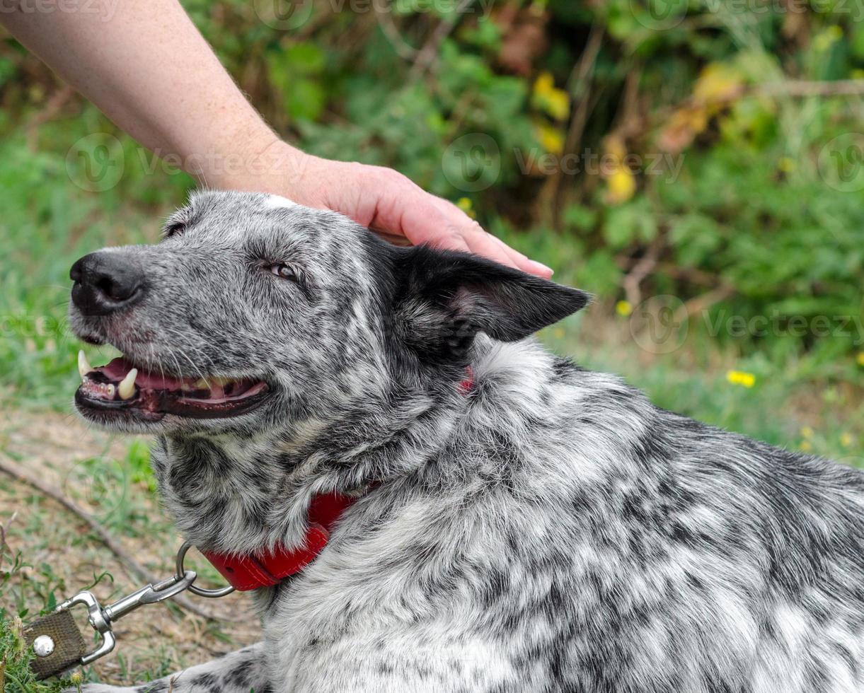 Speckled dog being pet photo