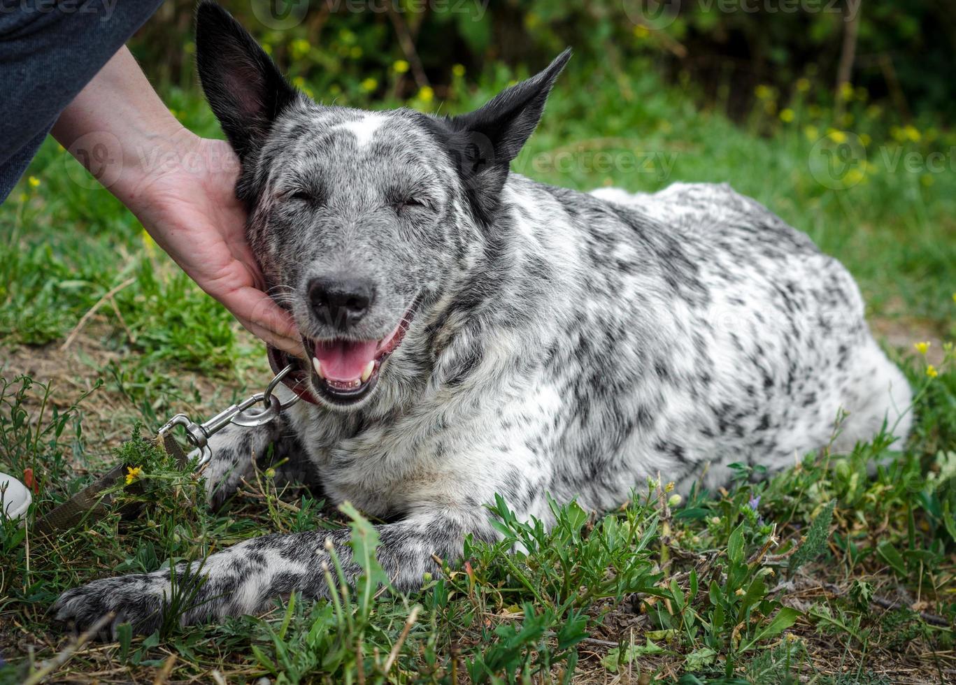 Speckled dog on a leash being pet photo