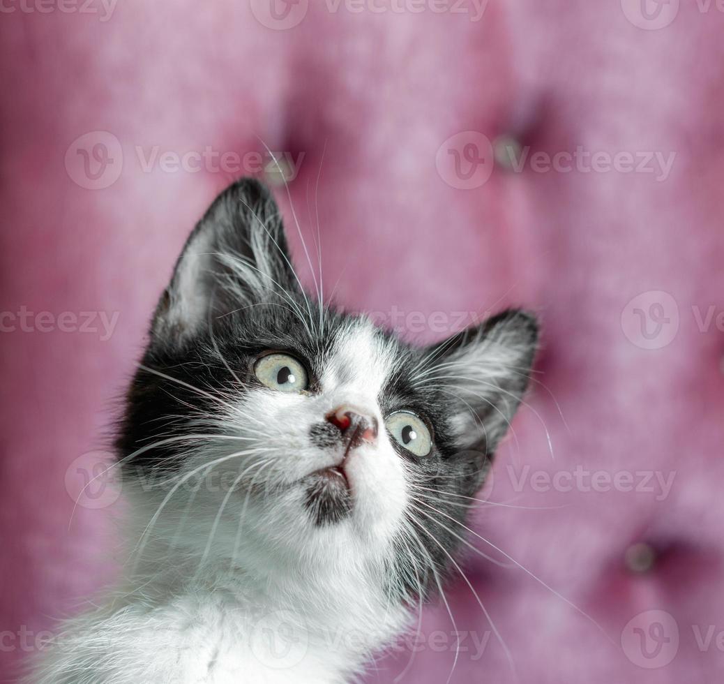 Close-up of a black and white kitten photo