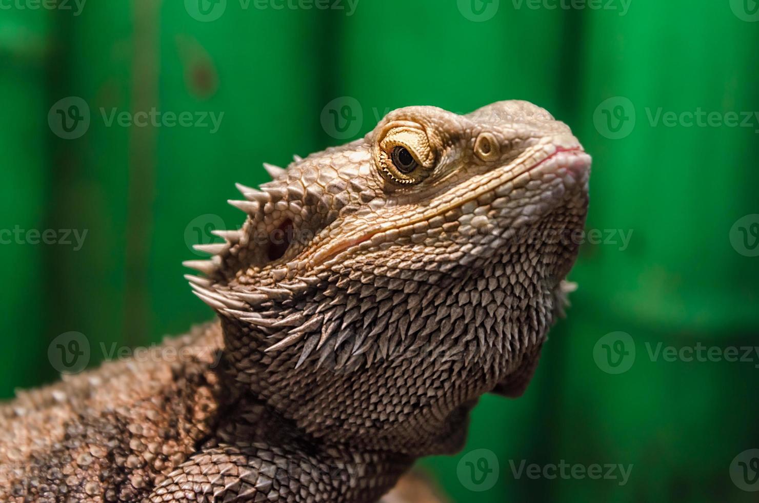 primer plano de lagarto iguana foto