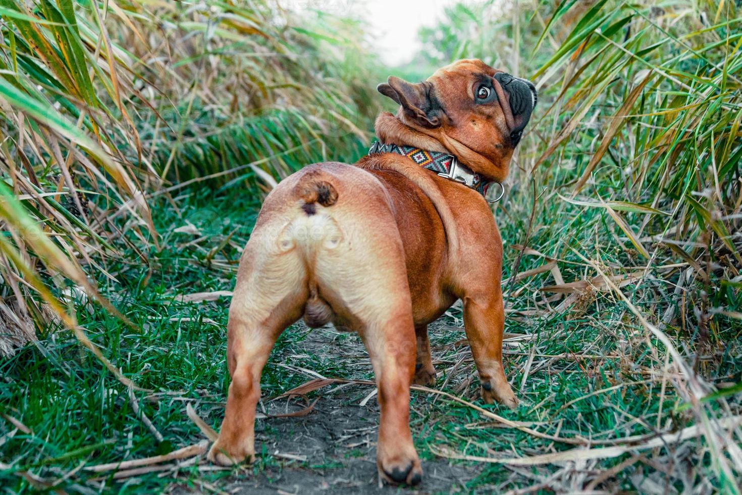 Bulldog francés caminando en un campo foto