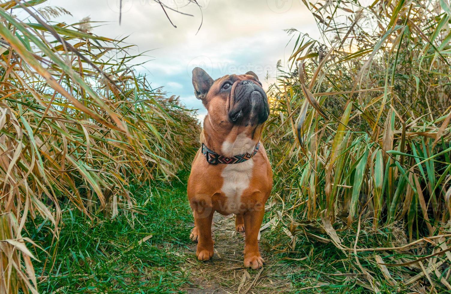 Bulldog francés caminando por un sendero en un campo foto