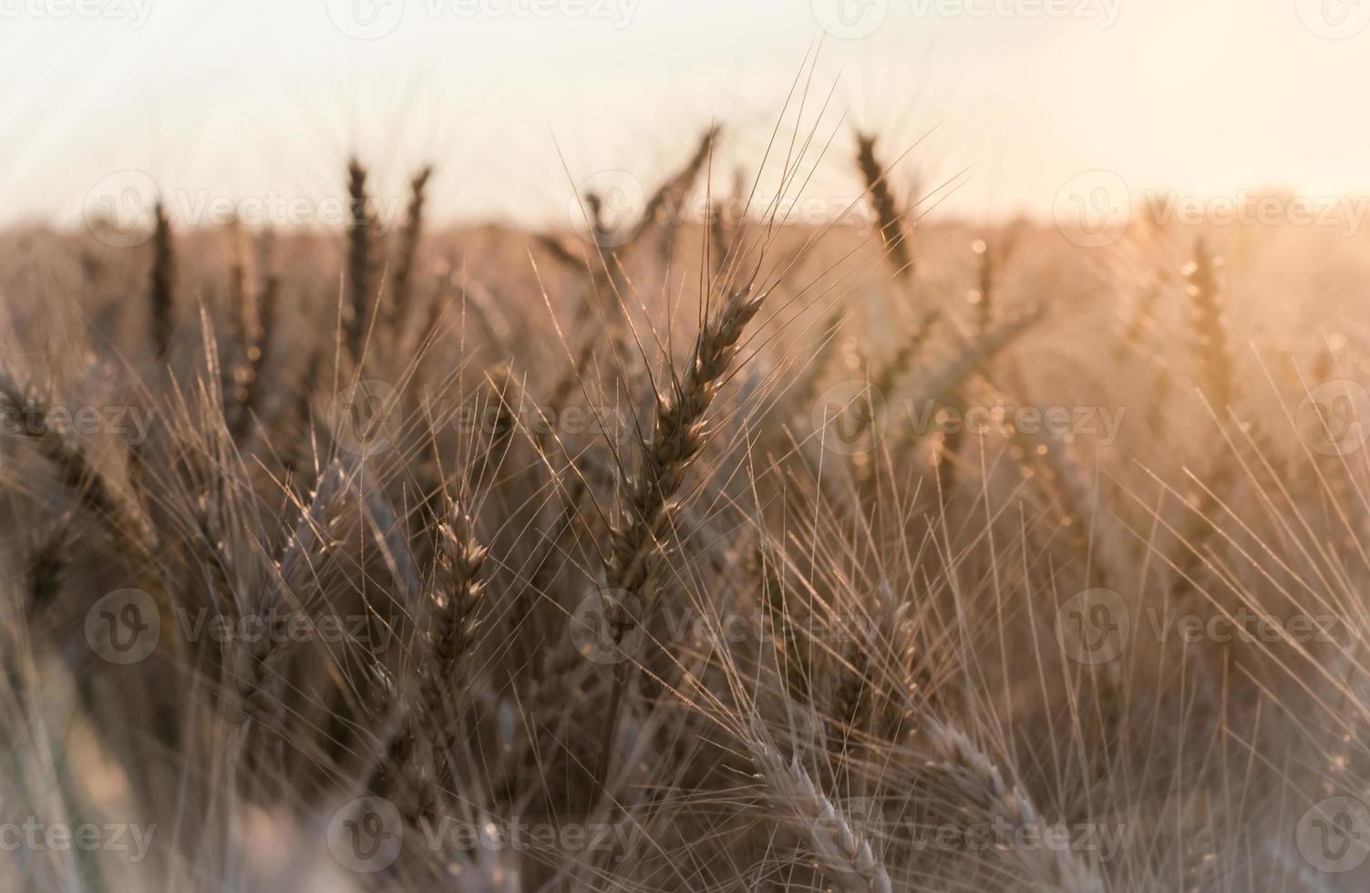 campo de trigo en la luz del sol foto