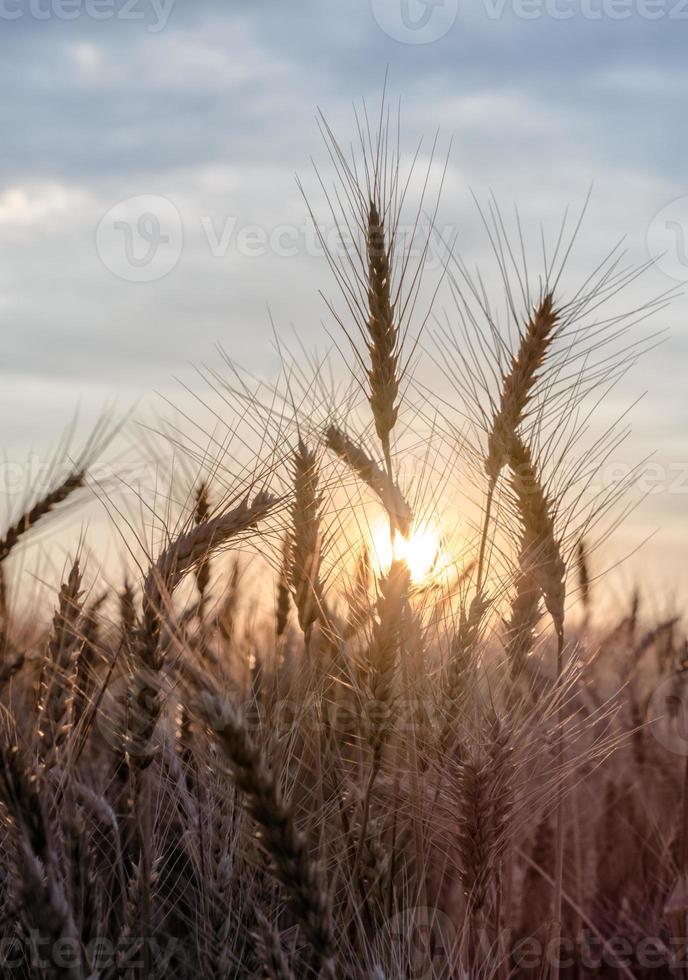 amanecer en un campo de trigo foto