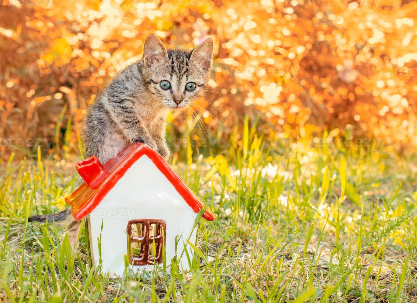 gatito en una casa con hojas de otoño foto
