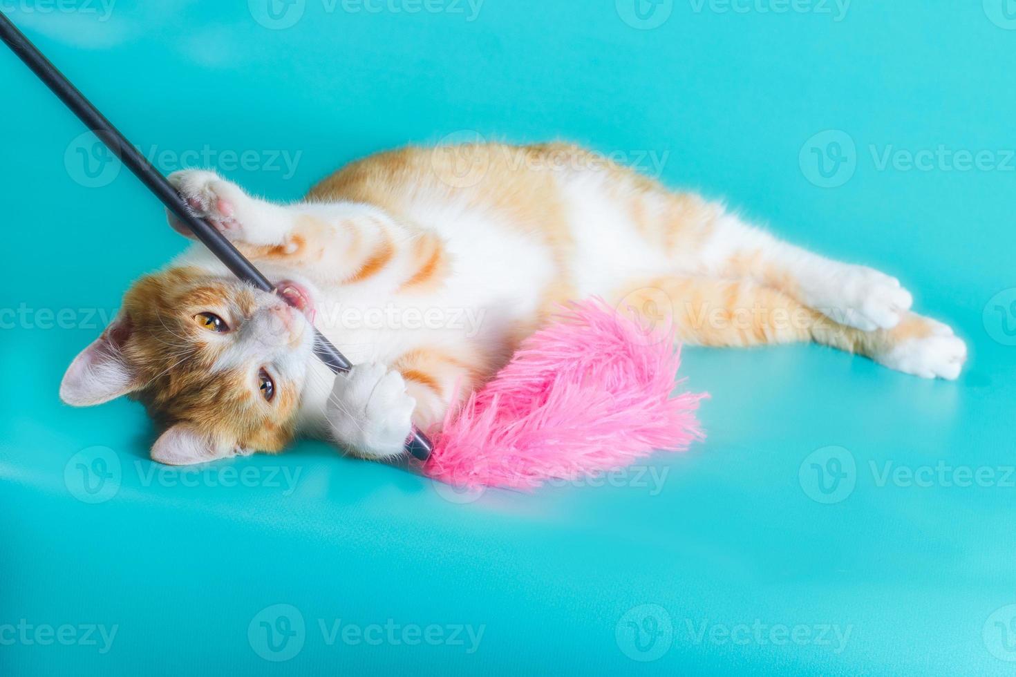 Kitten playing with feather want photo