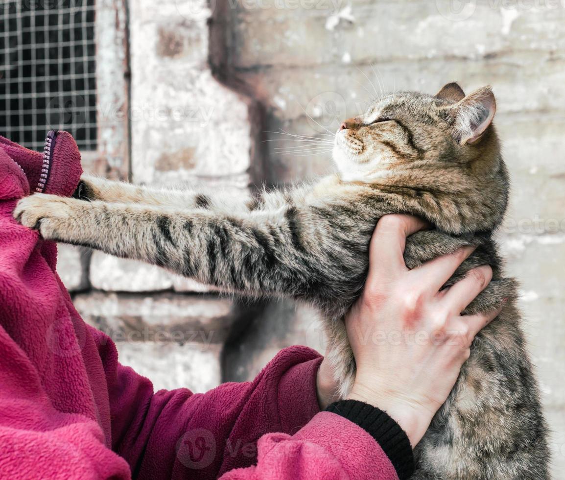 persona sosteniendo un gato atigrado foto