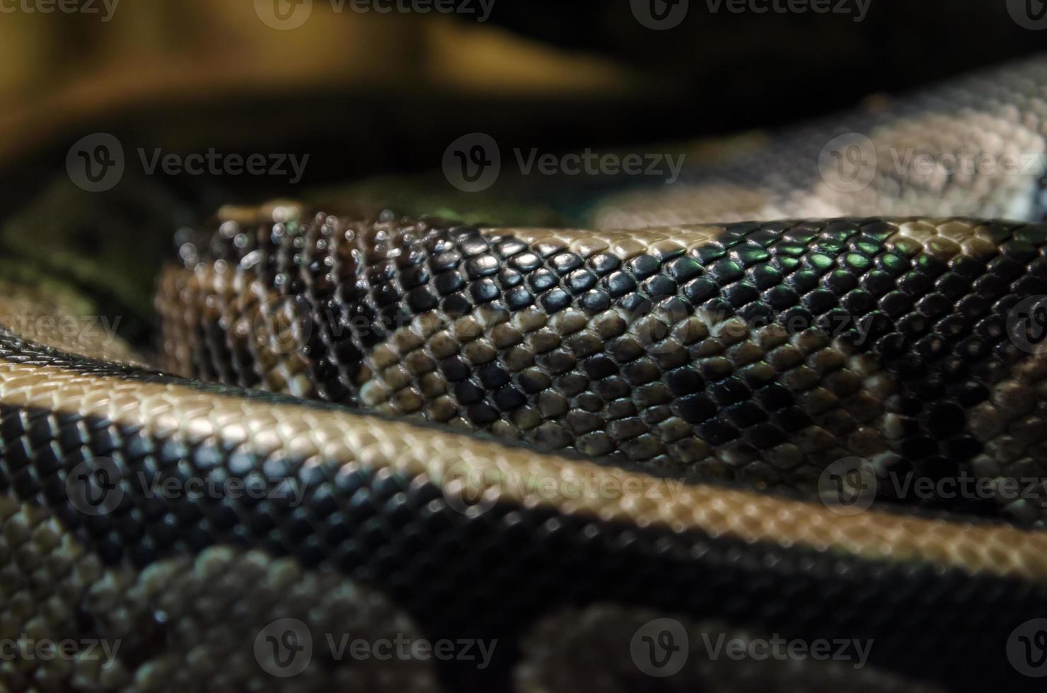 Close-up of snake skin photo