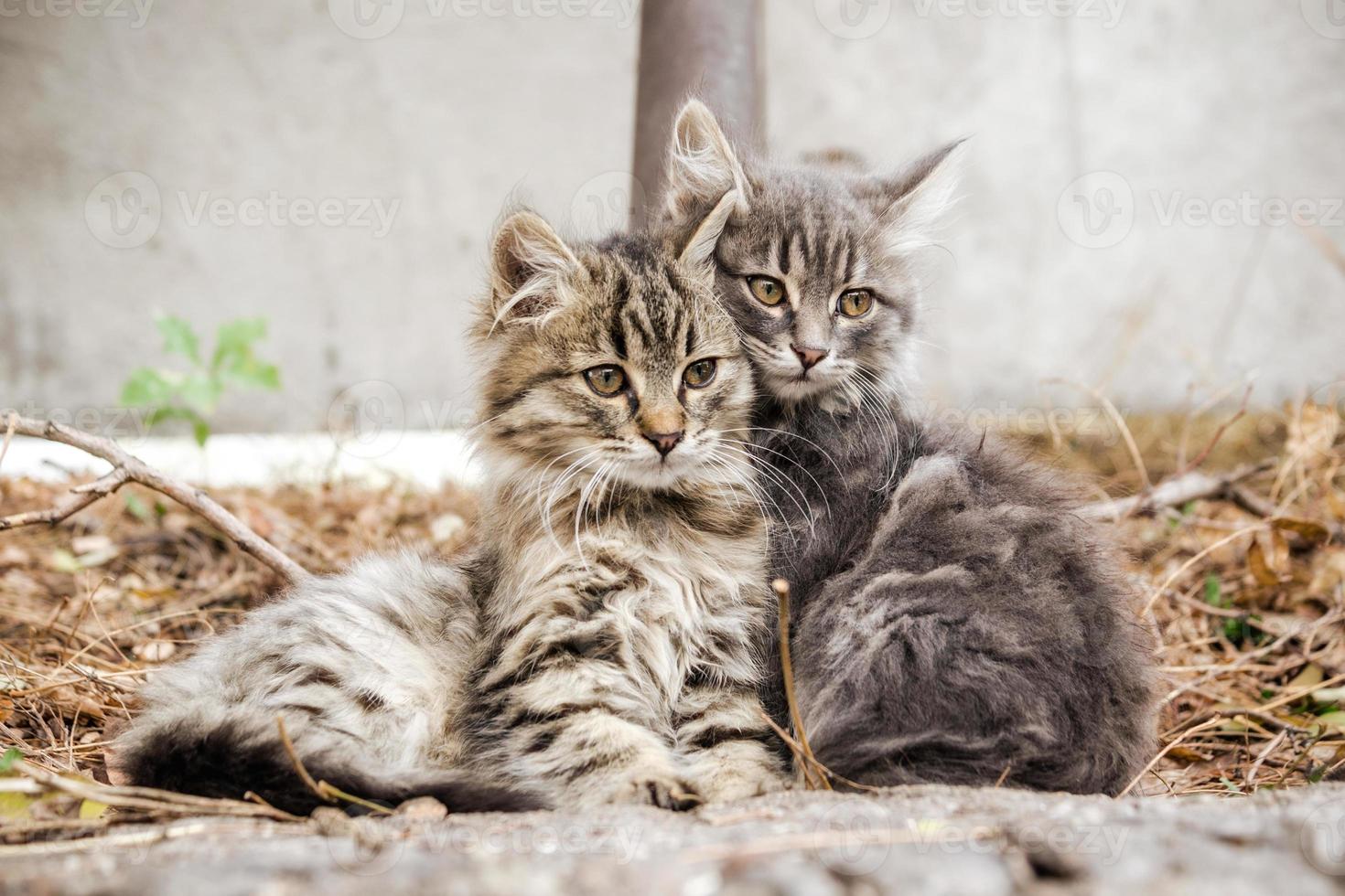 dos gatitos atigrados foto