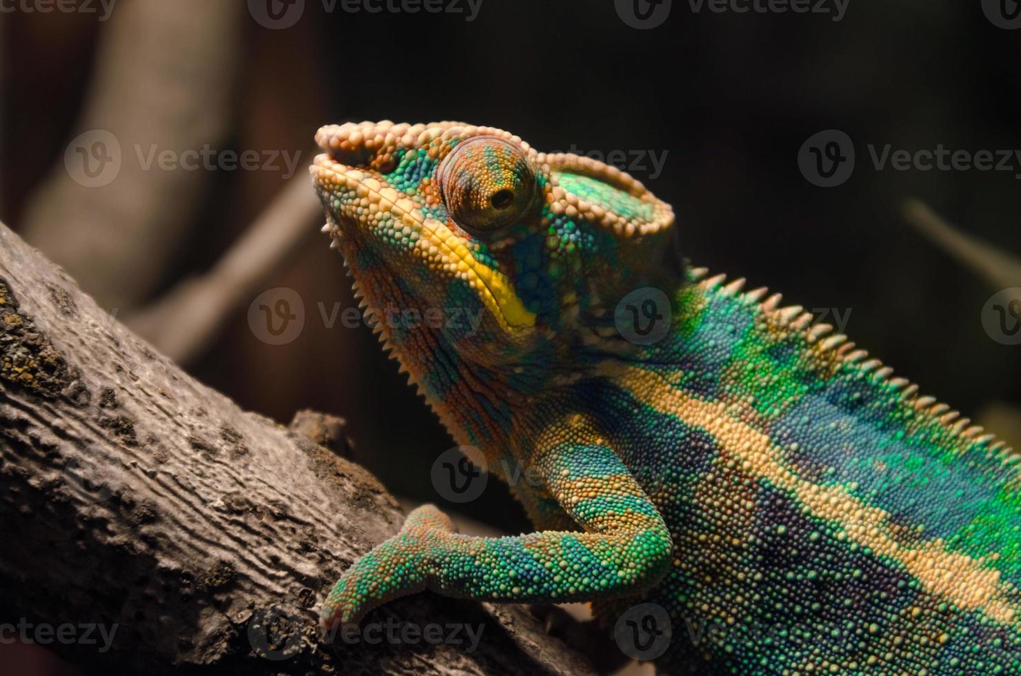 Close-up of a chameleon on a branch photo