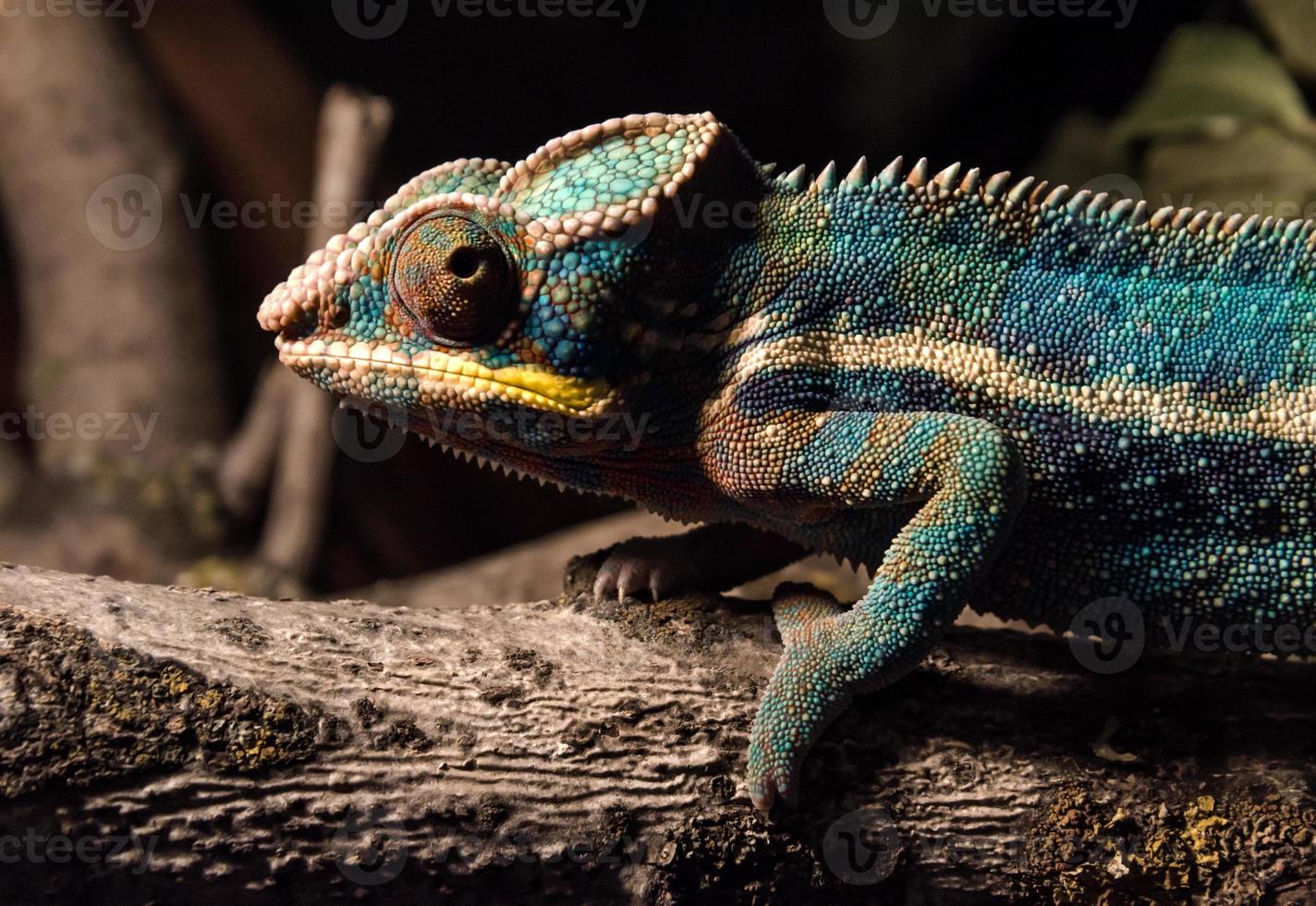 Colorful chameleon on a branch photo
