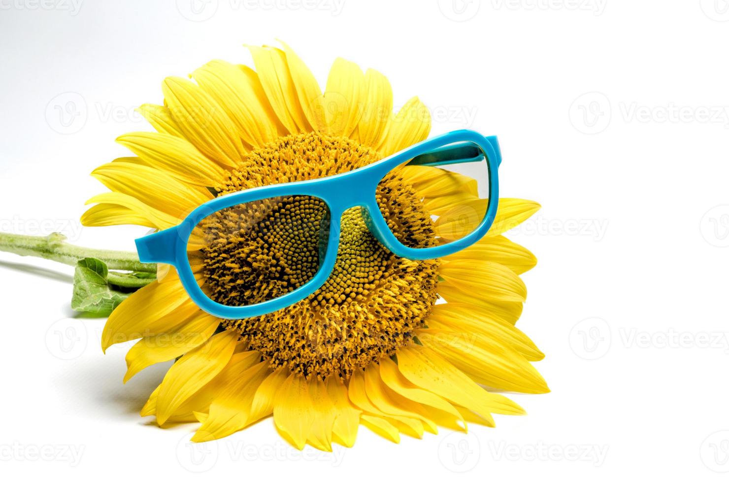 gafas azules en un girasol foto