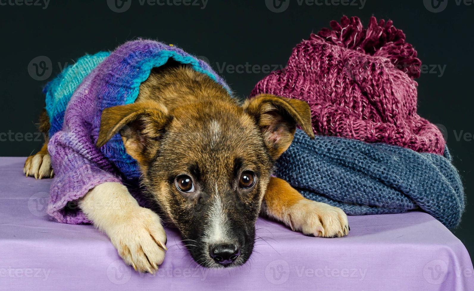 Puppy with cloth 2254091 Stock Photo at Vecteezy