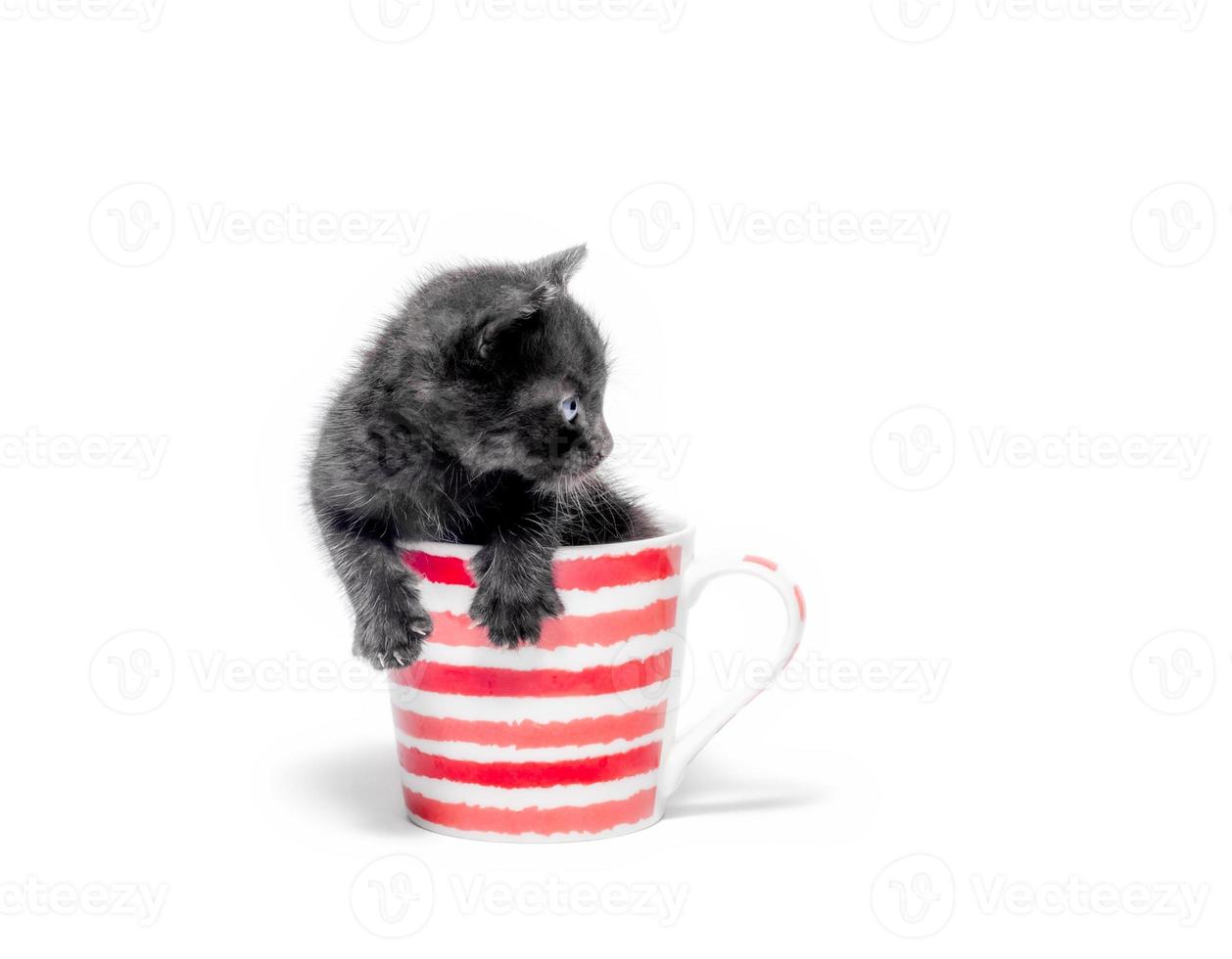 Black kitten in a mug photo