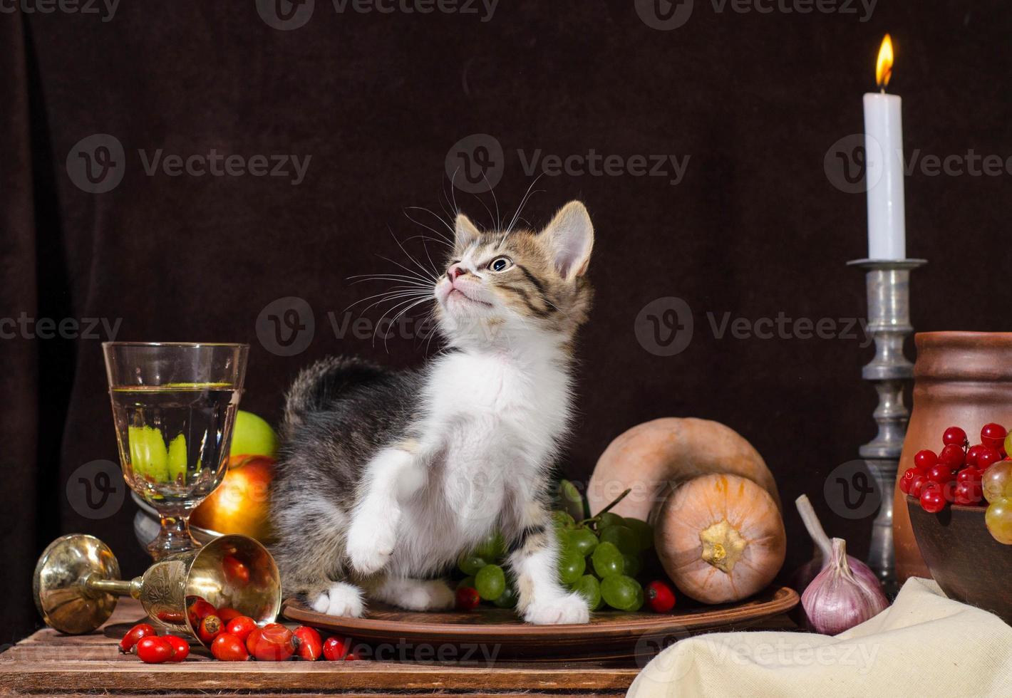 gatito en un escenario de naturaleza muerta foto