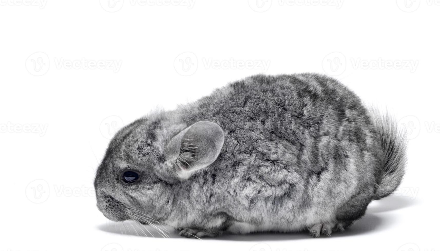 Gray fluffy chinchilla photo