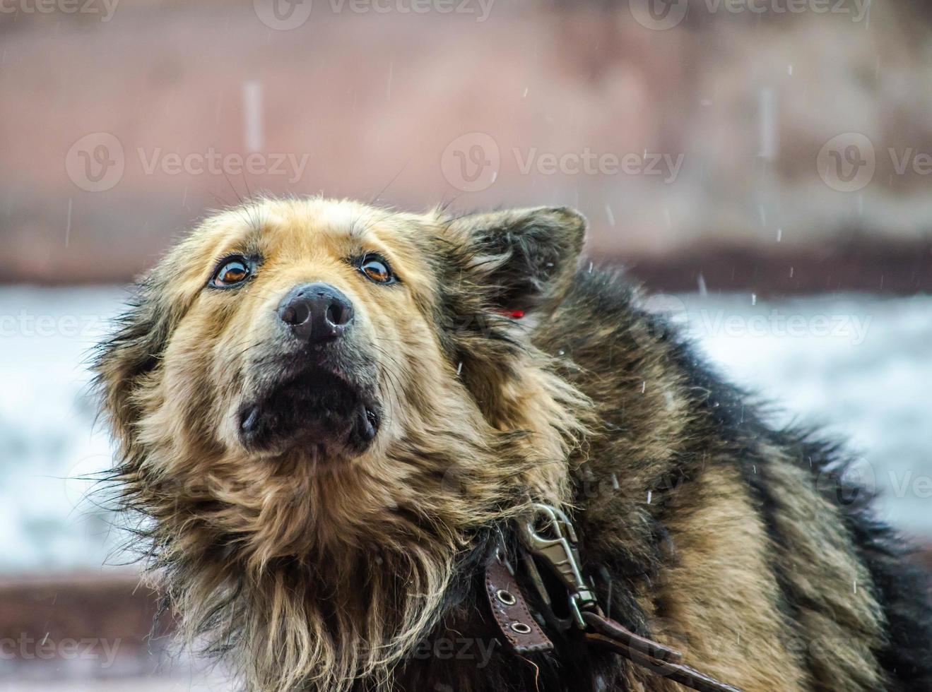 perro bajo la lluvia foto