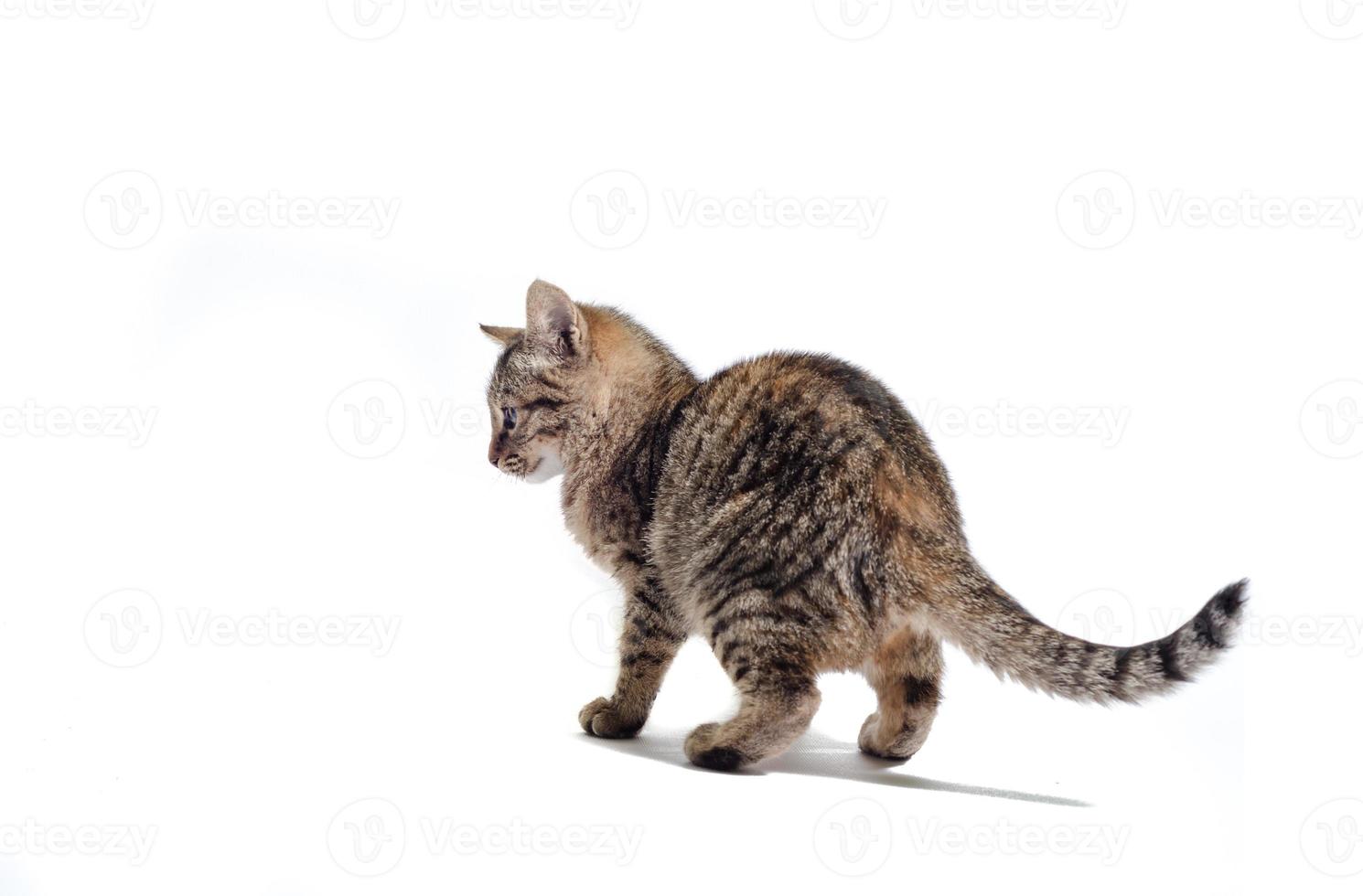 gato atigrado sobre un fondo blanco foto