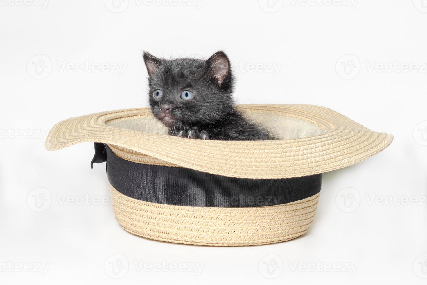 Black kitten in a hat photo