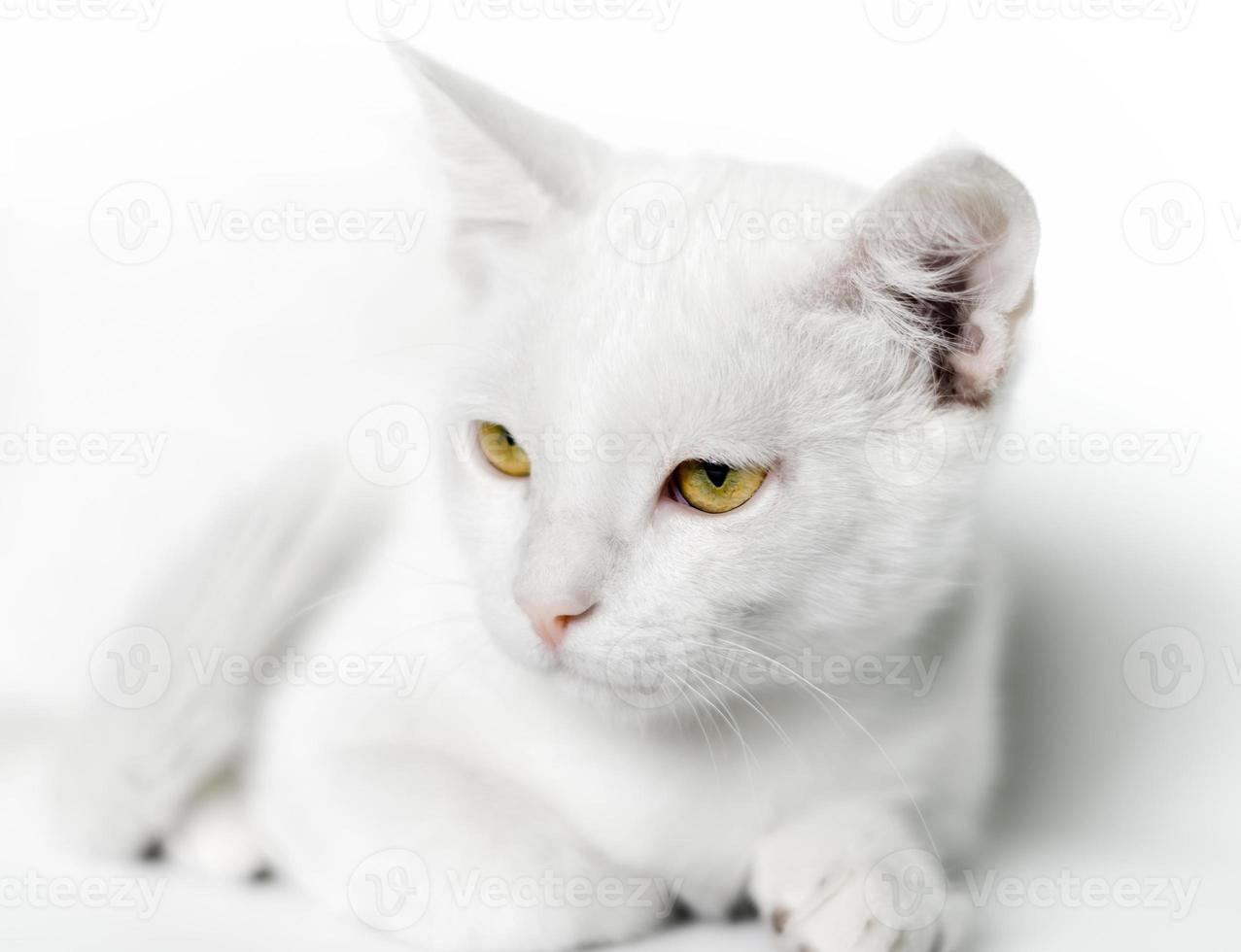 Close-up of a white cat with yellow eyes photo