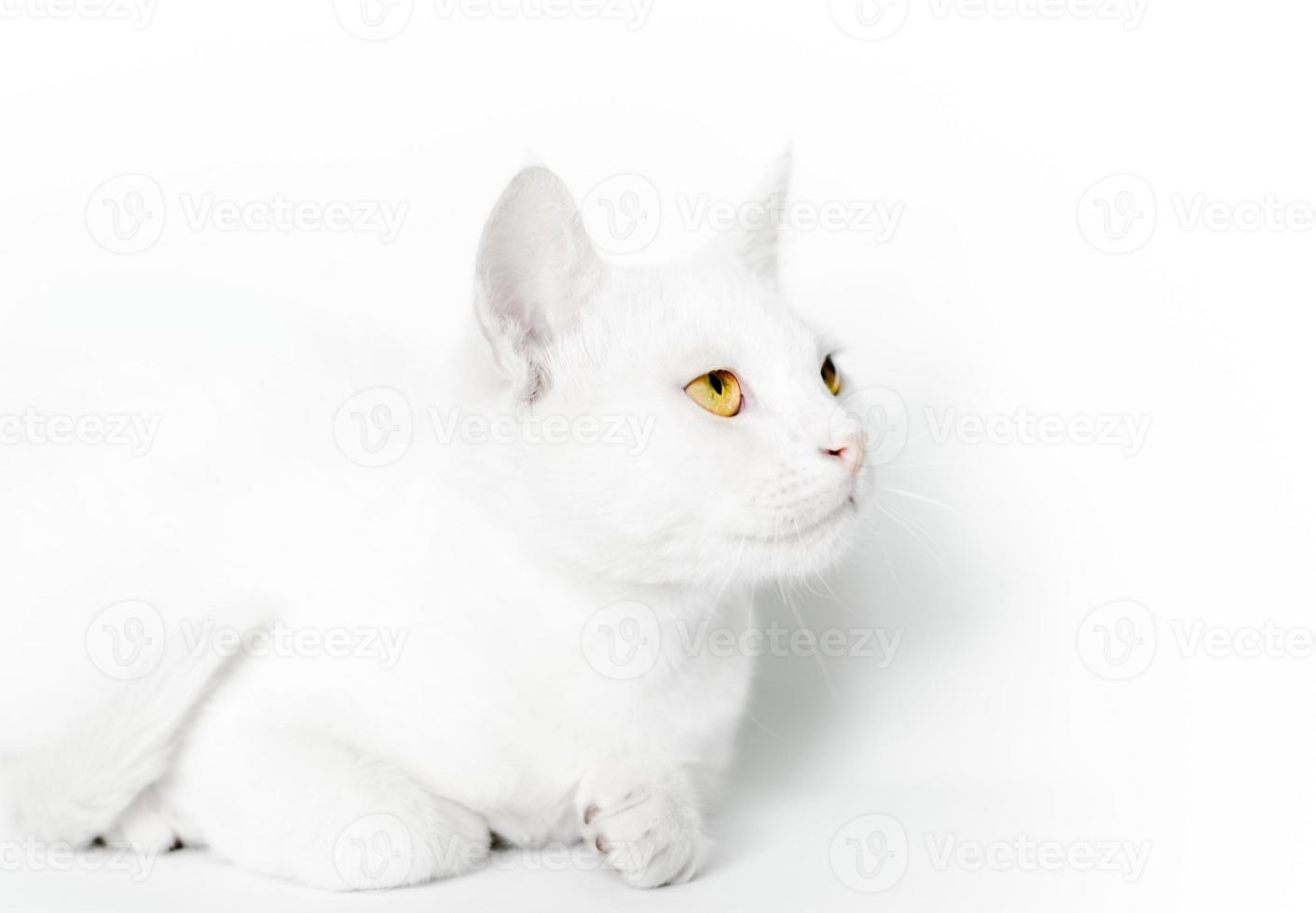 gato blanco con ojos amarillos foto