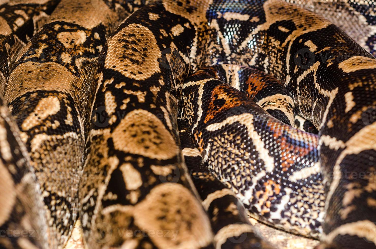 patrón de una serpiente boa foto
