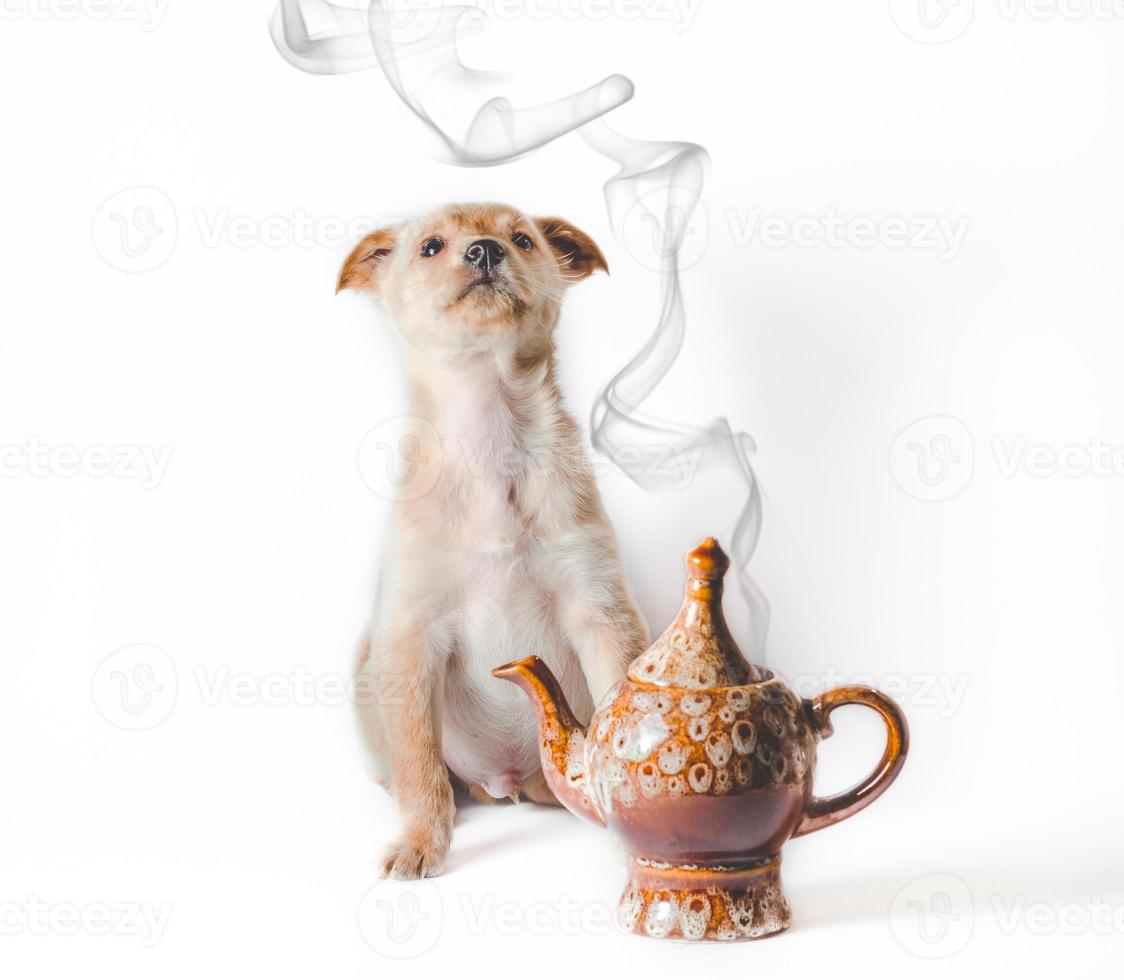 Dog with teapot photo