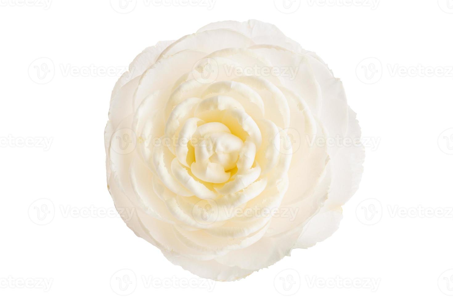 Fully bloom White camellia flower isolated on white background photo
