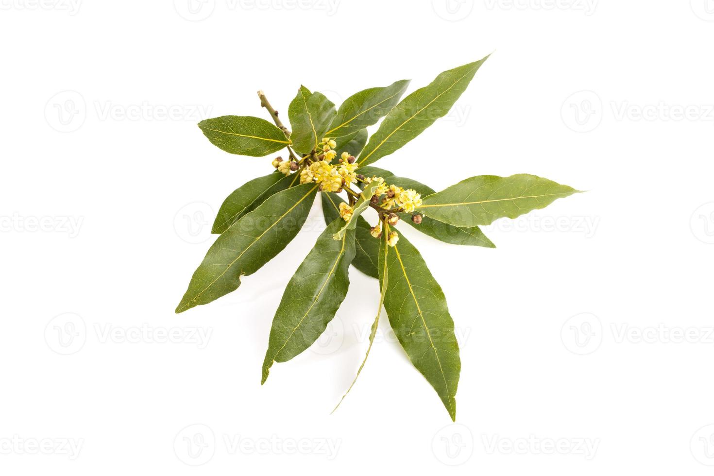 Fresh bay laurel twig with flowers isolated on white background photo