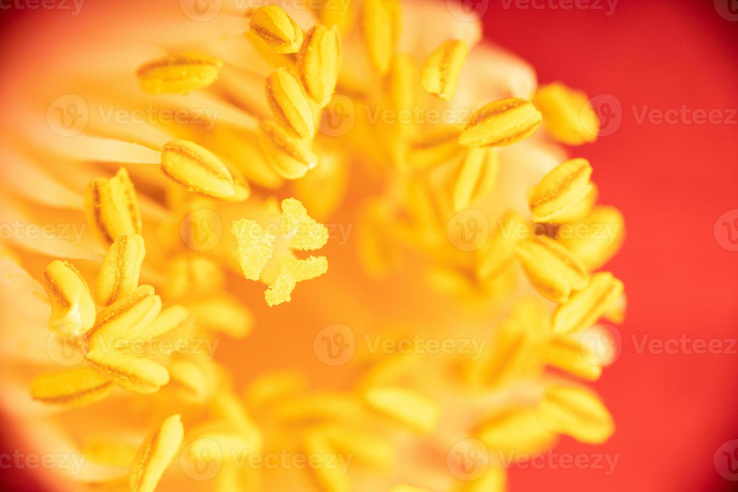 Macro shot of a beautiful red camellia with yellow stamen and pistils photo