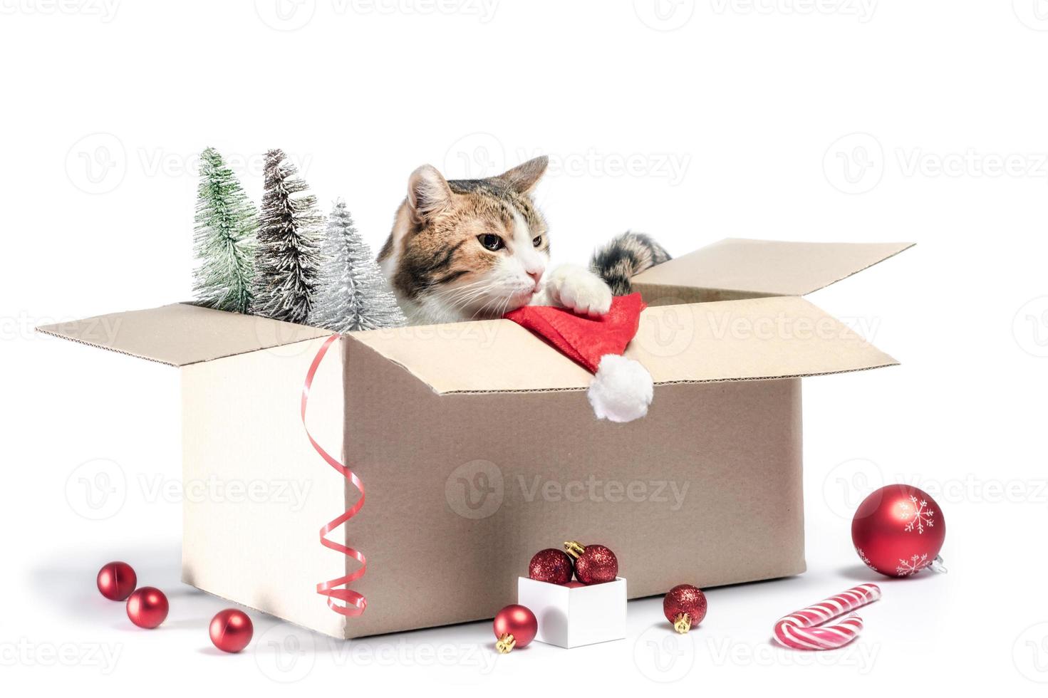 gato en una caja con decoración navideña foto